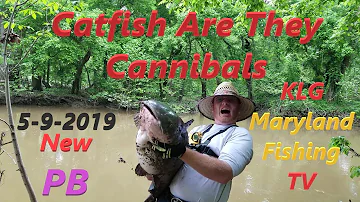 Are Potomac River fish safe to eat?