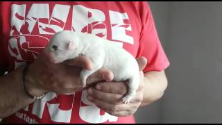 Camada Aaf De Bull Terrier Miniatura De Costa Cabana. Hembra Blanca Pirata.