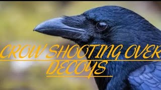 Shooting Crows Over Decoys | 118 Down