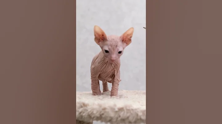 Video 5534341: sphynxcat cutecat, sphynx cat, adopt sphynx, cat learning