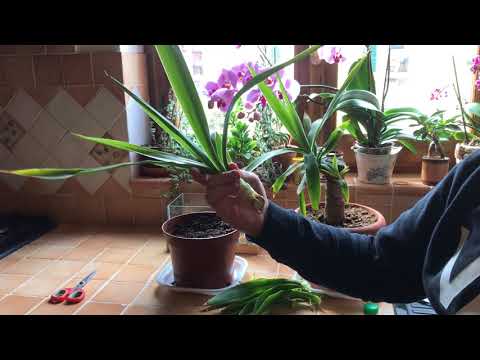 Video: Come Trapiantare Una Yucca