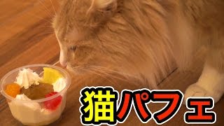 猫にプリンパフェ買った結果食べるか!? parfait for cats PDS
