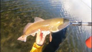 Sight Casting Super Shallow Water    Trout, Reds, and Drum