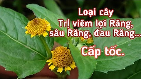 Loại cây trị viêm lợi Răng, sâu Răng, đau Răng... cấp tốc.