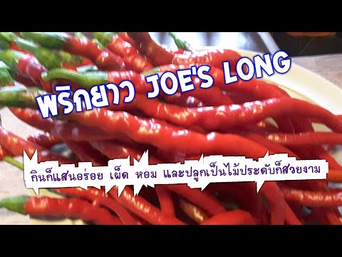 How to Grow Joe's long Chillies,ปลูกพริกยาว กินก็อร่อย ไว้ประดับก็สวยด้วยค่ะ