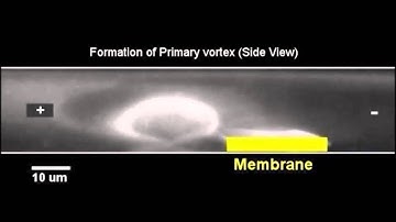 Vortex Chain Formation in Regions of Ion Concentration Polarization