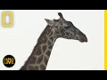 Safari Live - Day 202 | National Geographic