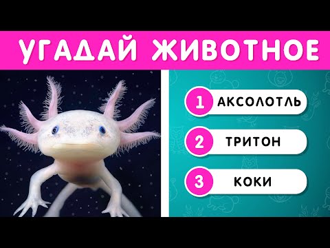 Видео: УГАДАЙ ЖИВОТНОЕ ПО ФОТО🤔🐺🦊🦥 EMOJI COOL 😎