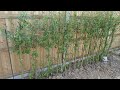 Willow salix coppicing and growing a fedge how i grew a hedge from the cuttings pollarding
