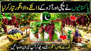 Pakistan's Largest Grapes Production Technology | Billion Dollar Industry | Discover Pakistan