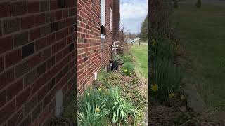 Momo Quit Haring Smeeps