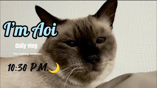 【シャム猫】夜の10時半。ママを待つ猫🐈🌙 by シャム猫あおい 235 views 7 months ago 3 minutes, 21 seconds