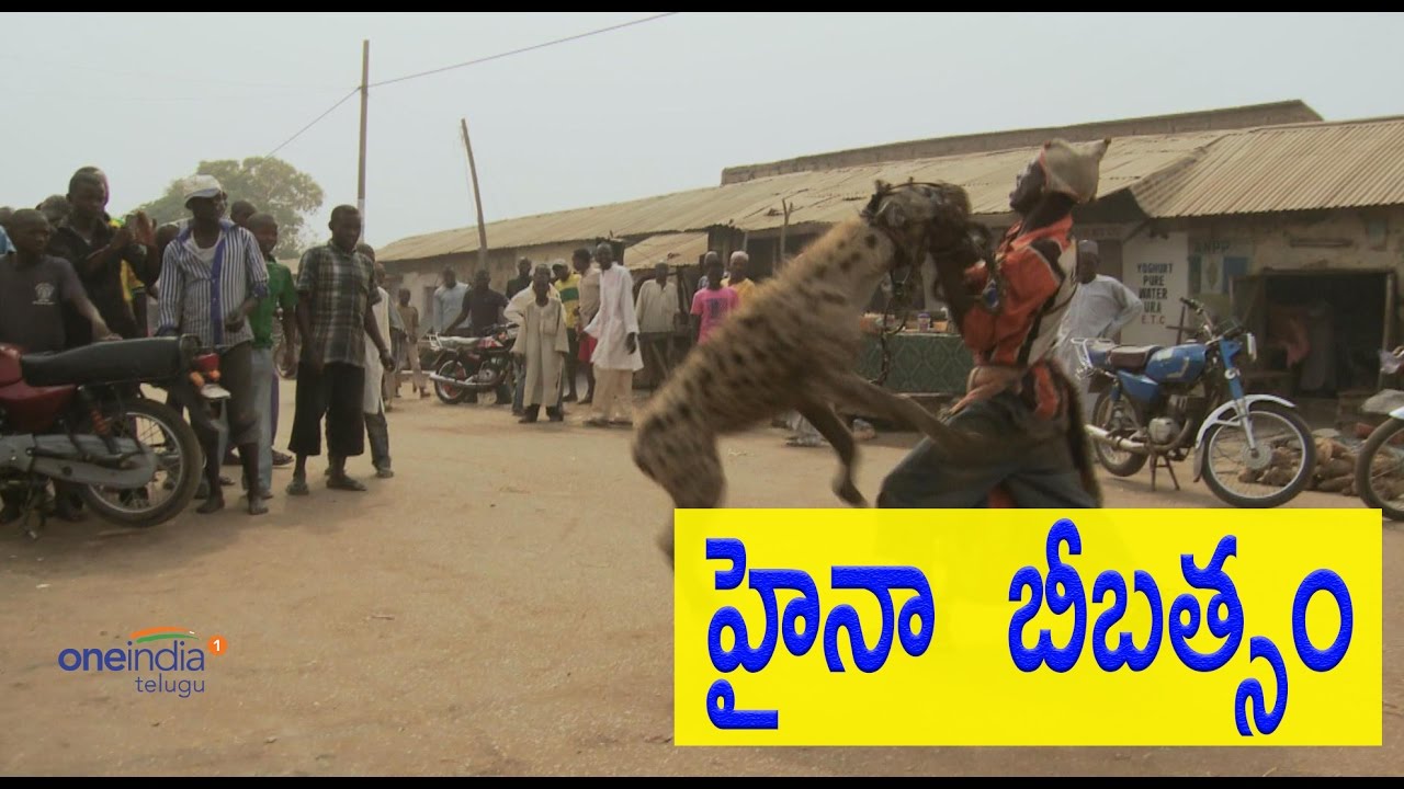 Watch Man Animal Conflict Fierce Hyena Enters Madhya Pradesh Village Oneindia Telugu Youtube