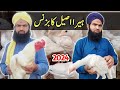 White heera aseel hen farming business idea in pakistan 2024