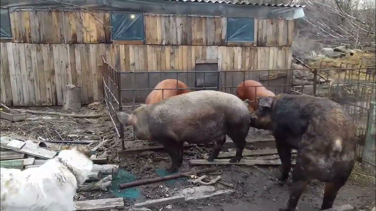 Свинка проходит