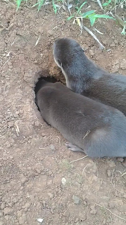 Berang berang membuat sarang #betinurgustiani #siboni #sibona #otter #berangberang