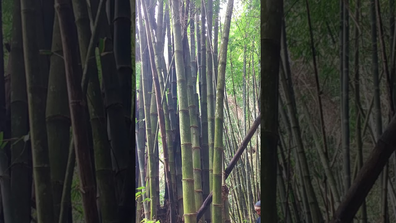Bambu unik PMJ TALI ASIH JUNDER dari gunung biru YouTube
