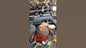 Poin belibis kembang dan mandar batu