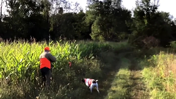 German Shorthaired Pointer Hunting