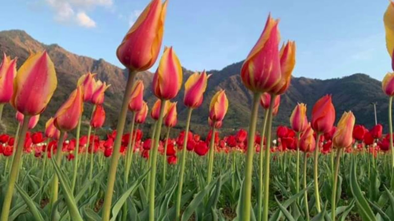 Waheed Jeelani sings Sochh Kraal