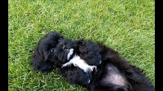 ShihPoo puppy's first haircut fail