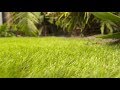 How to Lay Artificial Lawn | Mitre 10 Easy As DIY