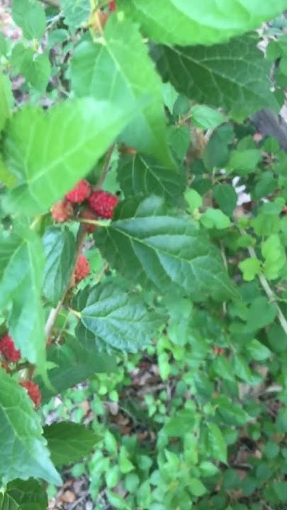 mulberry-season-one-of-the-easiest-fruit-to-grow-in-most-of-the-world