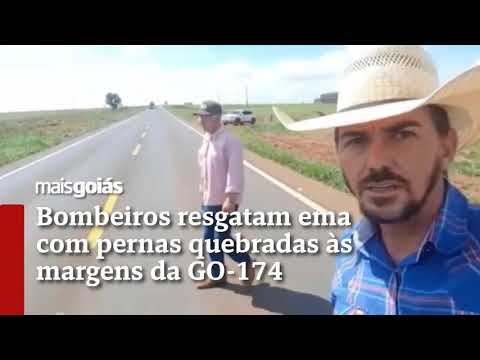 Bombeiros resgatam ema com pernas quebradas às margens da GO -174 - Mais Goiás