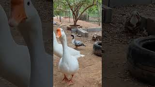 CRIAÇÃO DE AVES!!