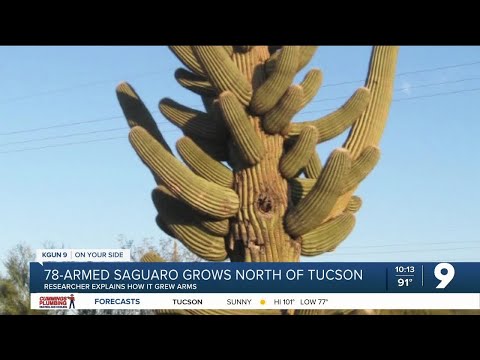 Video: Kan Saguaro in Texas groei?