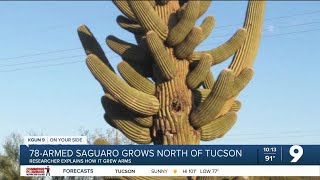 How did a saguaro get 78 arms?