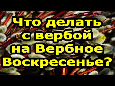 Магические и целебные свойства вербы. Ритуалы на Вербное Воскресенье (17.04.2022)