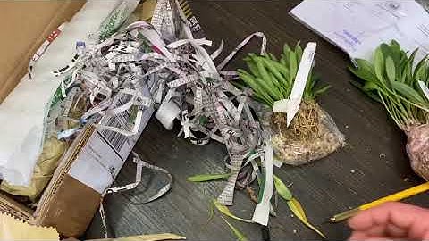 Unboxing Ecuagenera: replacement orchids and some more