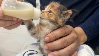 FUNNIEST Pet Bloopers.The kitten is recovering well! It's eating a lot of baby food🥰 Funny And Cute.