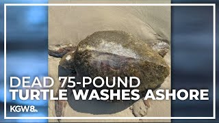 A Dead 75-Pound Turtle Washed Up On Manzanita Beach Over Weekend