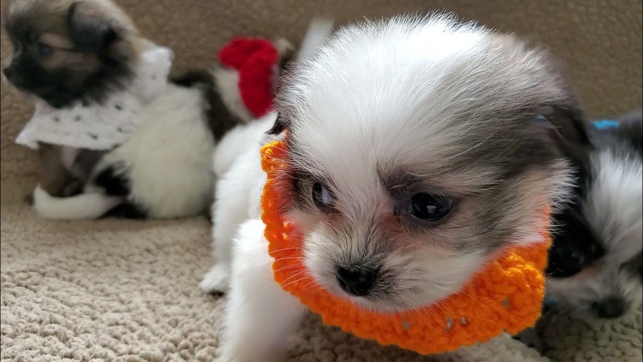 7 Teacup Pomibear puppies at Dean's kennel located in Louisville ky