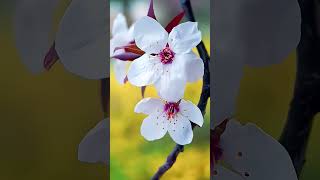 Breathtaking Cherry Blossom (Sakura) Shots | #Beautiful #Flowers #Sakura #Shorts