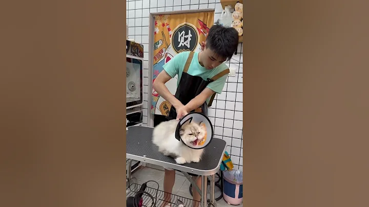 Watch the video about "Daily cat care