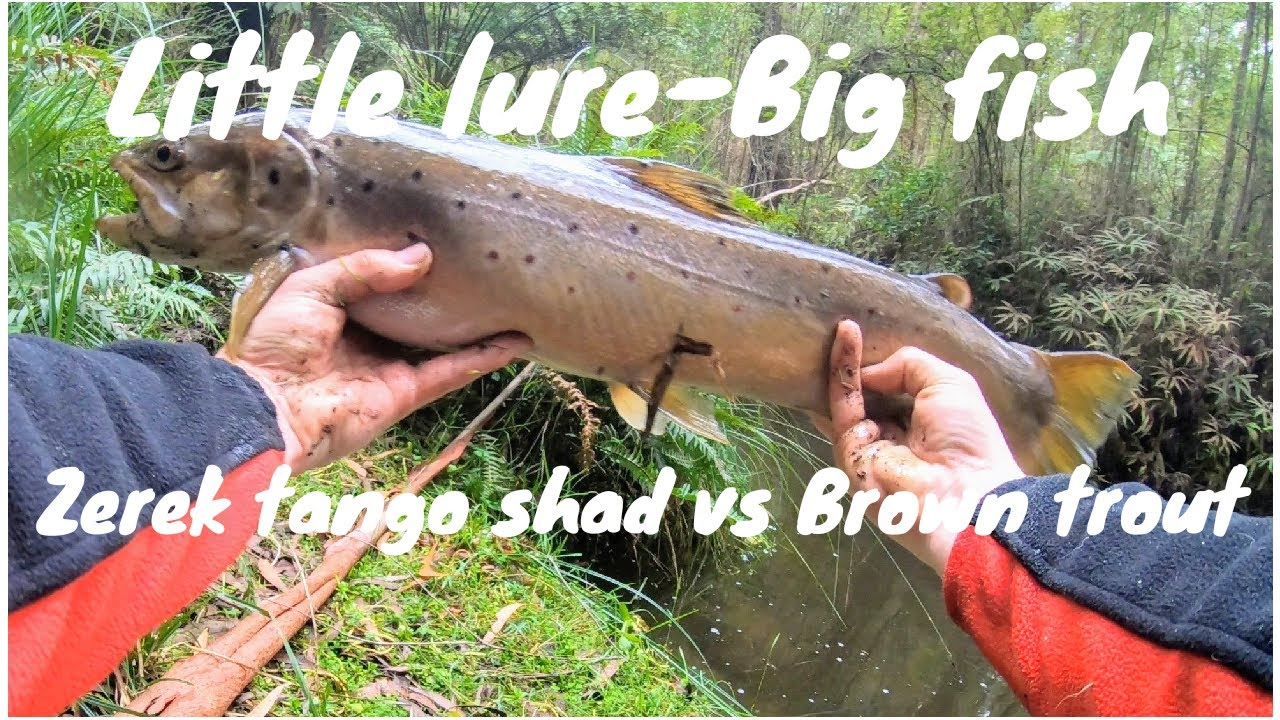 Big Brown Trout east of Melbourne fishing on hard body lures YouTube