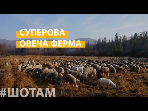 Овеча ферма | #ШоТам