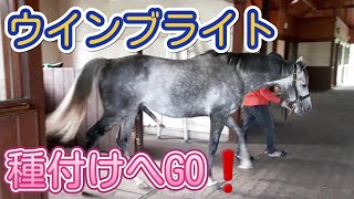 ウインブライト 種付けへGO❗2021.6.21