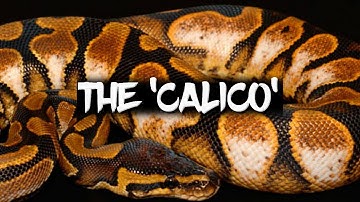 The Potential of the 