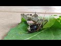 Assassin bug eating a bald faced hornet