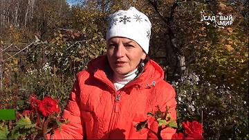 Как хранить клубни бегонии зимой. Сайт 