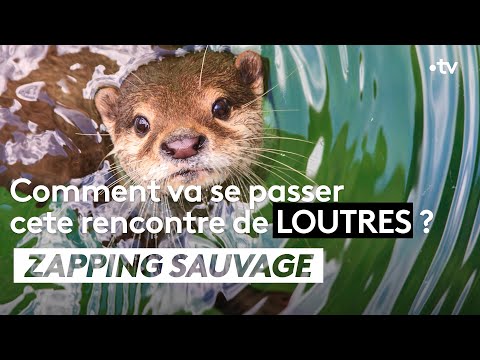 Un bébé loutre apprend à nager - ZAPPING SAUVAGE 66 