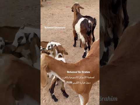 سوق الماعز بسوق هوارة سوق الماعز بسوق هوارة