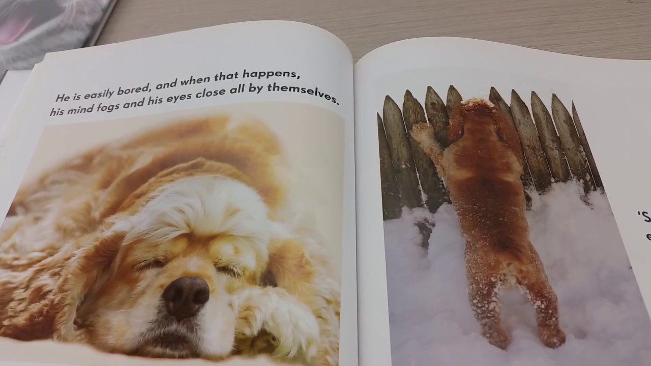 Adhd And Dogs All Dogs Have Adhd English Edition Book Goodreads | 3ds
