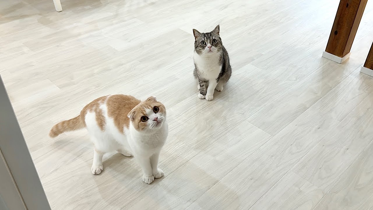 The cats' reactions when they thought they had returned only