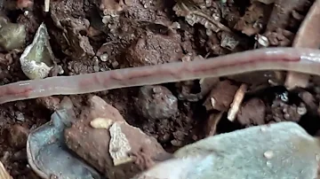 Qual a circulação da minhoca?