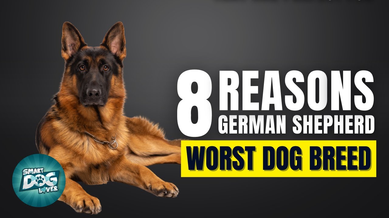 8 Reasons German Shepherd Might Just Be The Worst Dog Breed